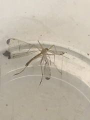 Hylobittacus apicalis