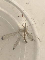 Hylobittacus apicalis