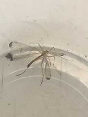 Hylobittacus apicalis