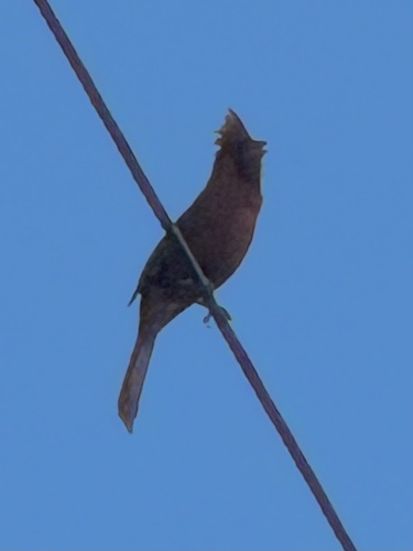 Northern Cardinal