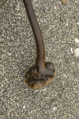 Laminaria yezoensis
