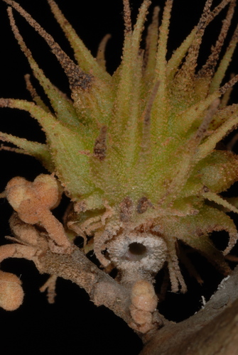 Spiny Witch-Hazel Gall Aphid photo 3
