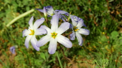 Leucocoryne coquimbensis