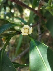 Garcinia warrenii