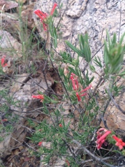 Bouvardia ternifolia