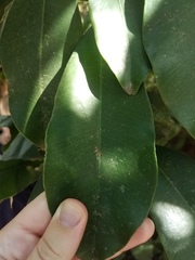 Garcinia warrenii