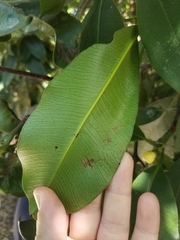 Garcinia warrenii