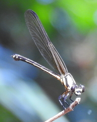 Calopterygoidea