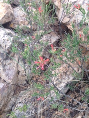 Bouvardia ternifolia