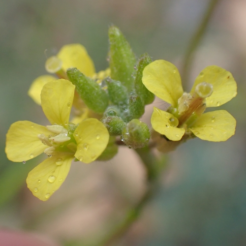 Image of Sisymbrium orientale by no rights reserved