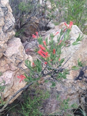 Bouvardia ternifolia