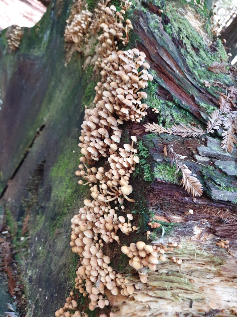 Hypholoma acutum · May 2025 · photo: © samlasham (iNaturalist, cc0)