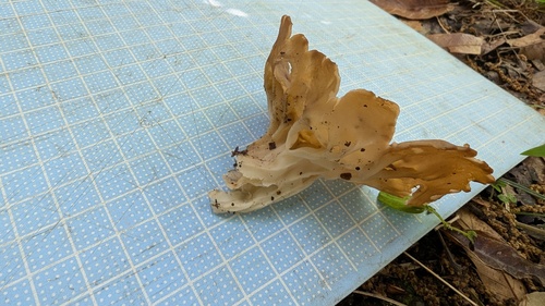 ウラスジチャワンタケ