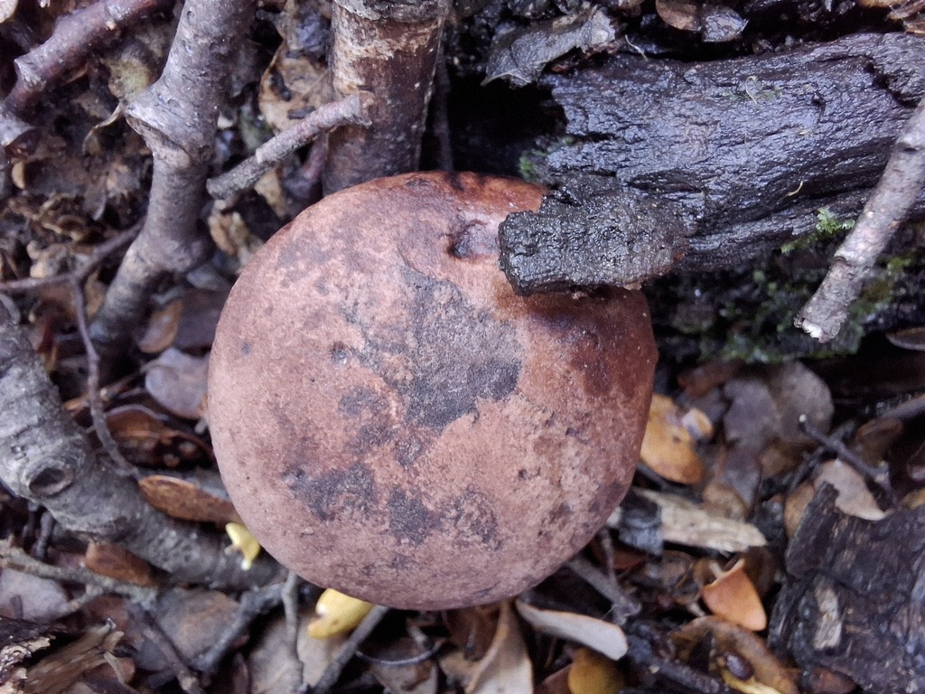 Tylopilus brunneus · May 2025 · photo: © armillariabianca (iNaturalist, cc0)