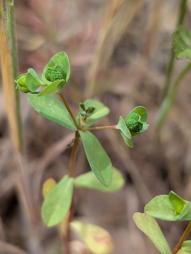 Image of Euphorbia spathulata by (c) Ken-ichi Ueda, some rights reserved (CC BY)