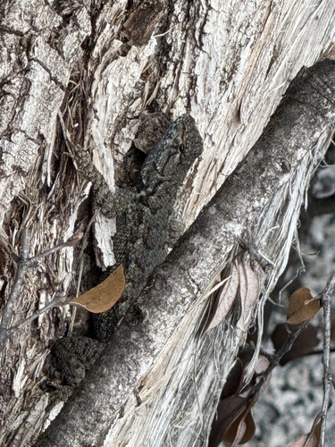 iNaturalist observation photo of Western Fence Lizard