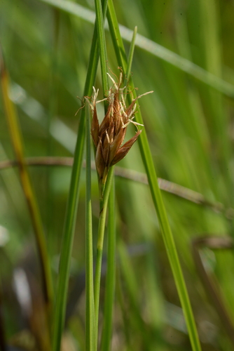 Rhynchospora chinensis