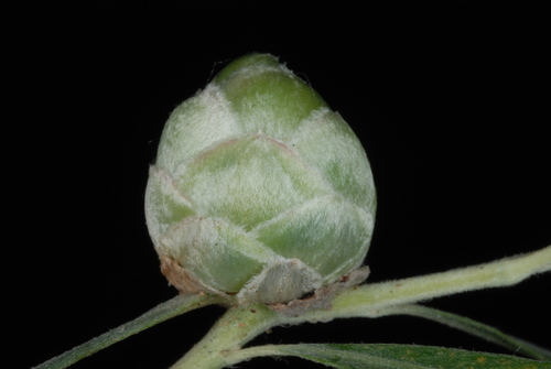 Willow Pinecone Gall Midge