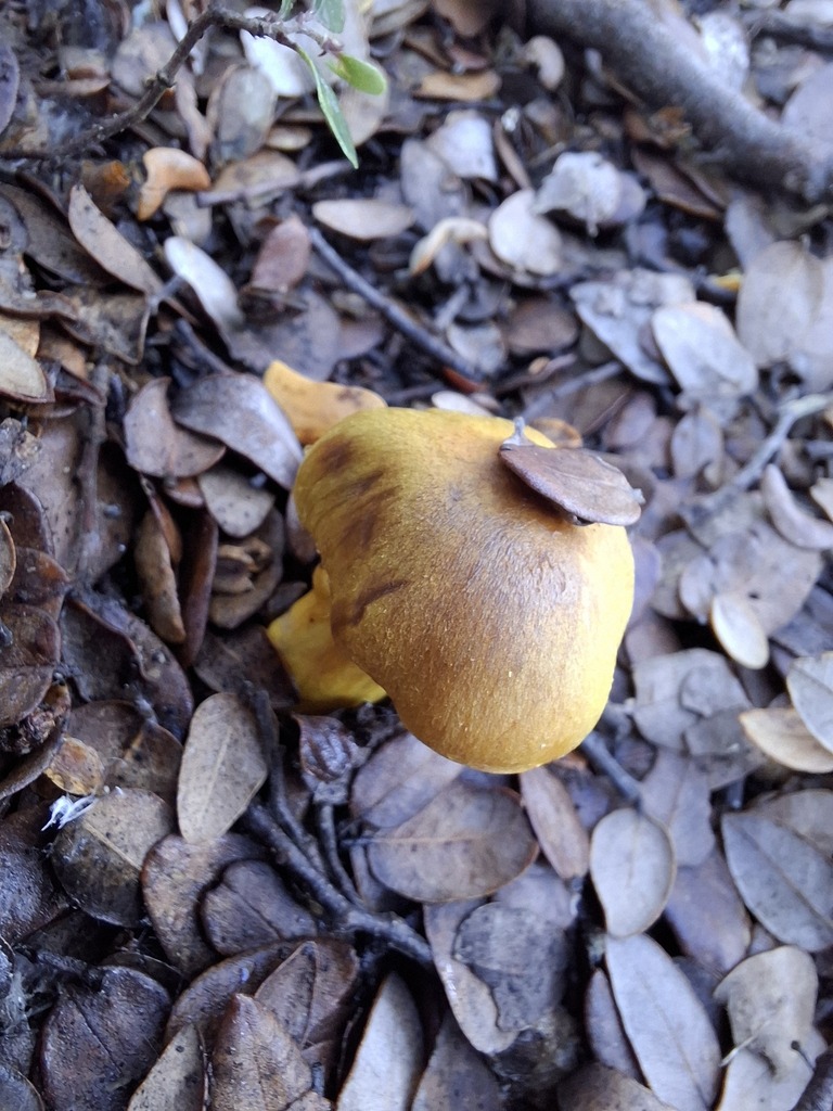 Cortinarius canarius · May 2025 · photo: © armillariabianca (iNaturalist, cc0)