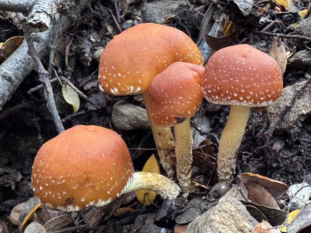 Hypholoma australianum · May 2025 · photo: © iandickie (iNaturalist, cc-by)