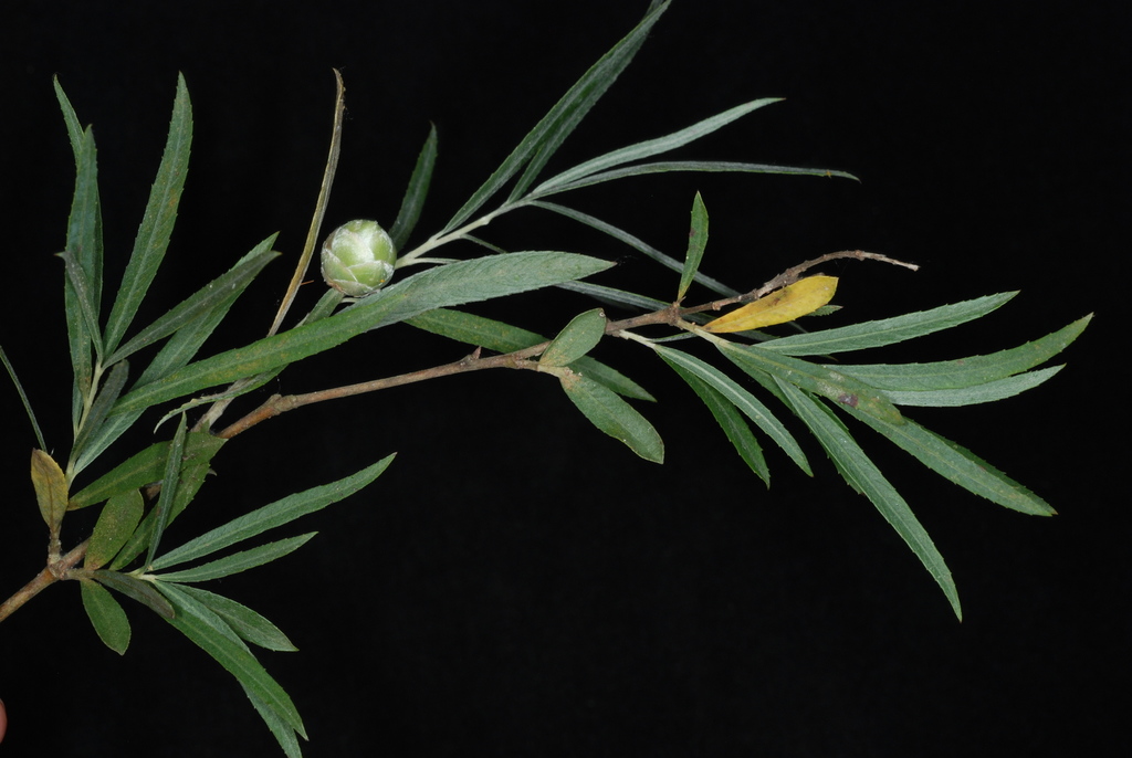 Willow Pinecone Gall Midge
