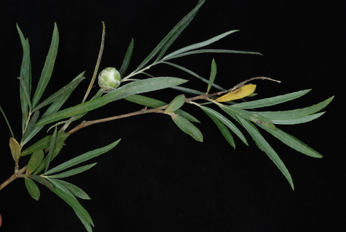Willow Pinecone Gall Midge