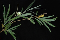 Willow Pinecone Gall Midge