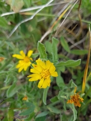 Heterotheca pumila