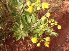 Senna rugosa, photograph (c) agujaceratops, some rights reserved (CC BY)