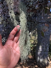 Usnea ceratina