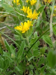Heterotheca pumila