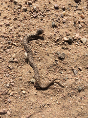 Heterodon nasicus
