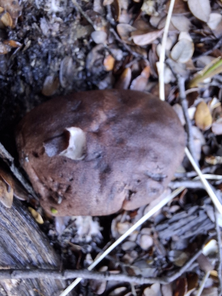 Tylopilus brunneus · May 2025 · photo: © armillariabianca (iNaturalist, cc0)