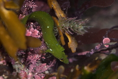 Orange Clinid photo 4