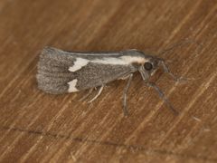 Cisthene liberomacula