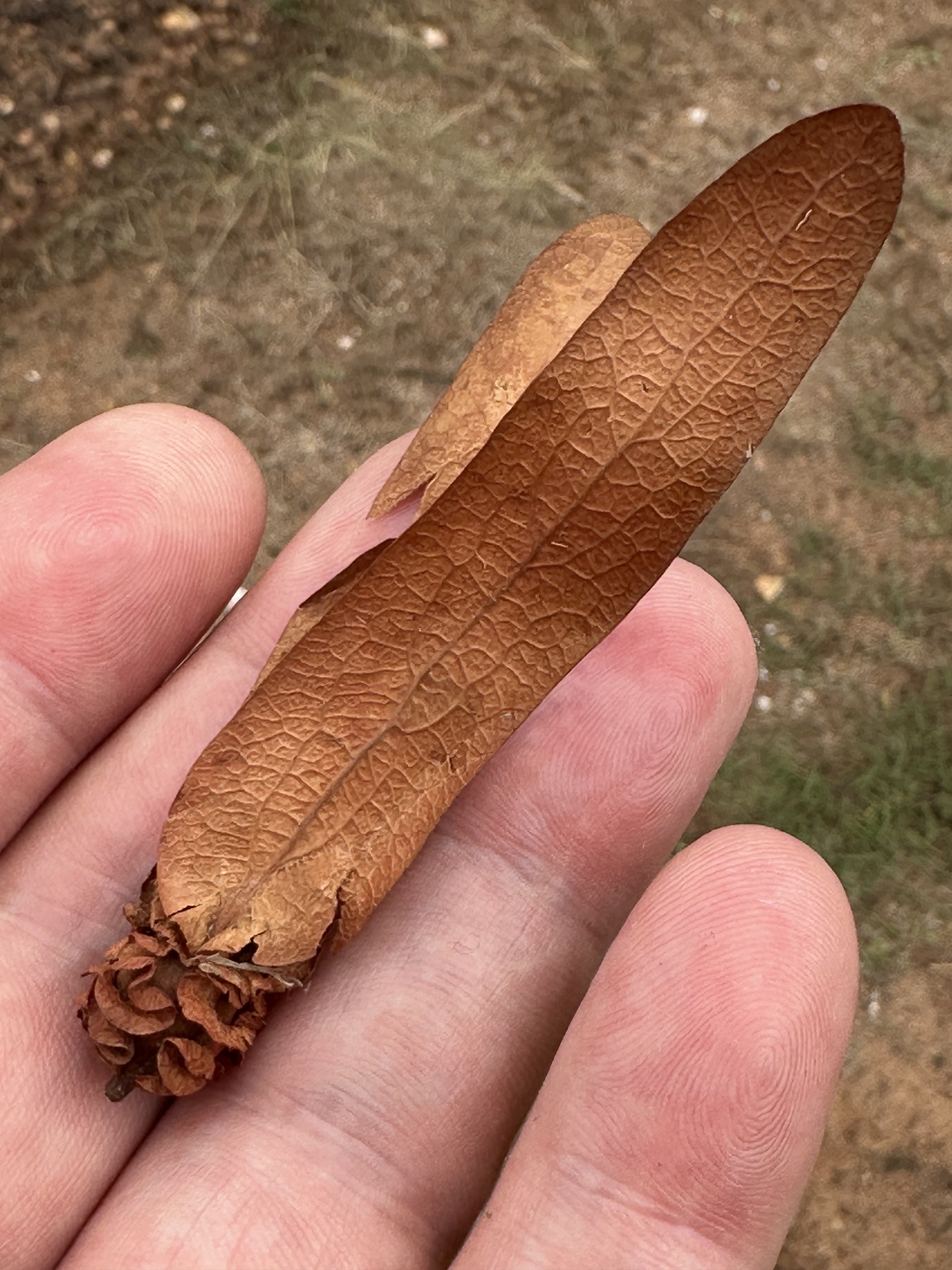 Dipterocarpus intricatus