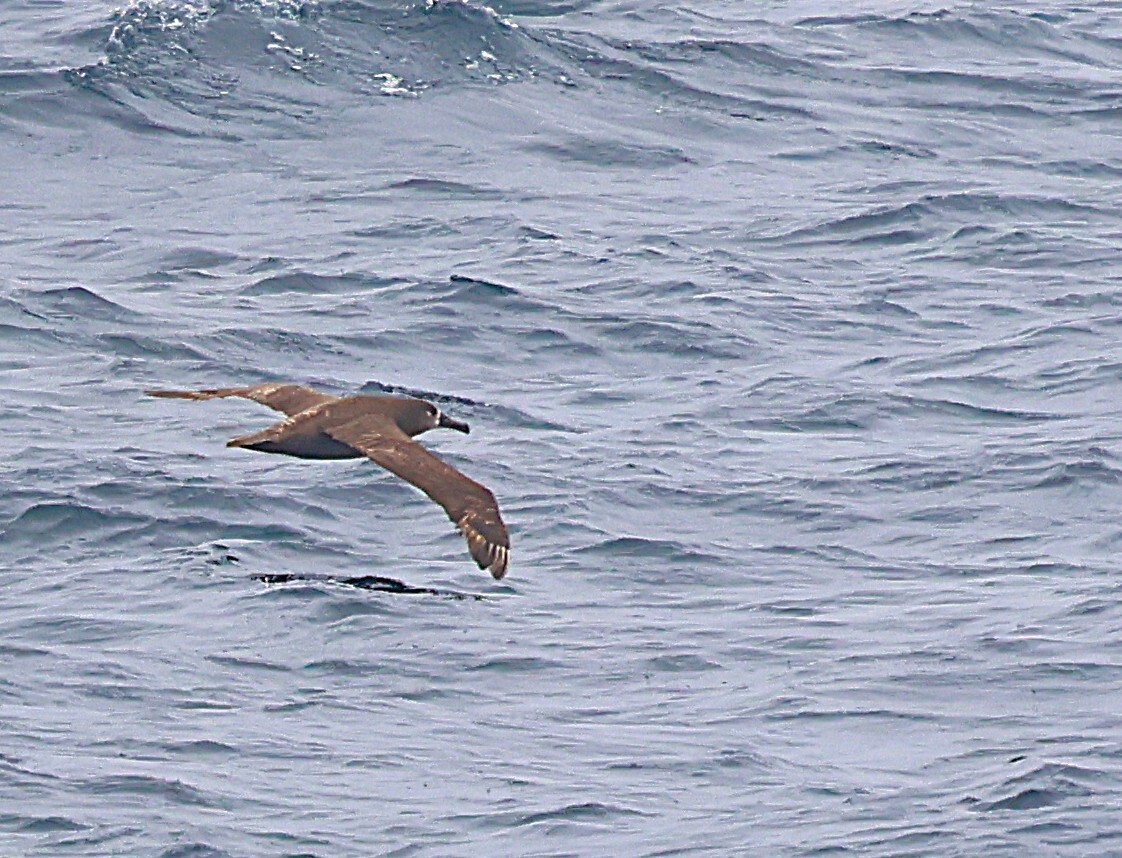Black-footed Albatross