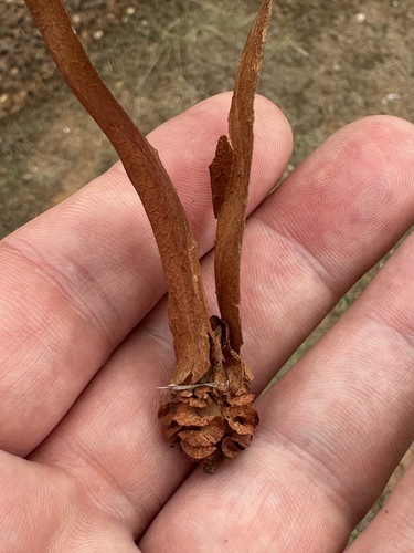 Dipterocarpus intricatus, photograph 2