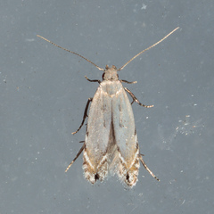 Battaristis nigratomella