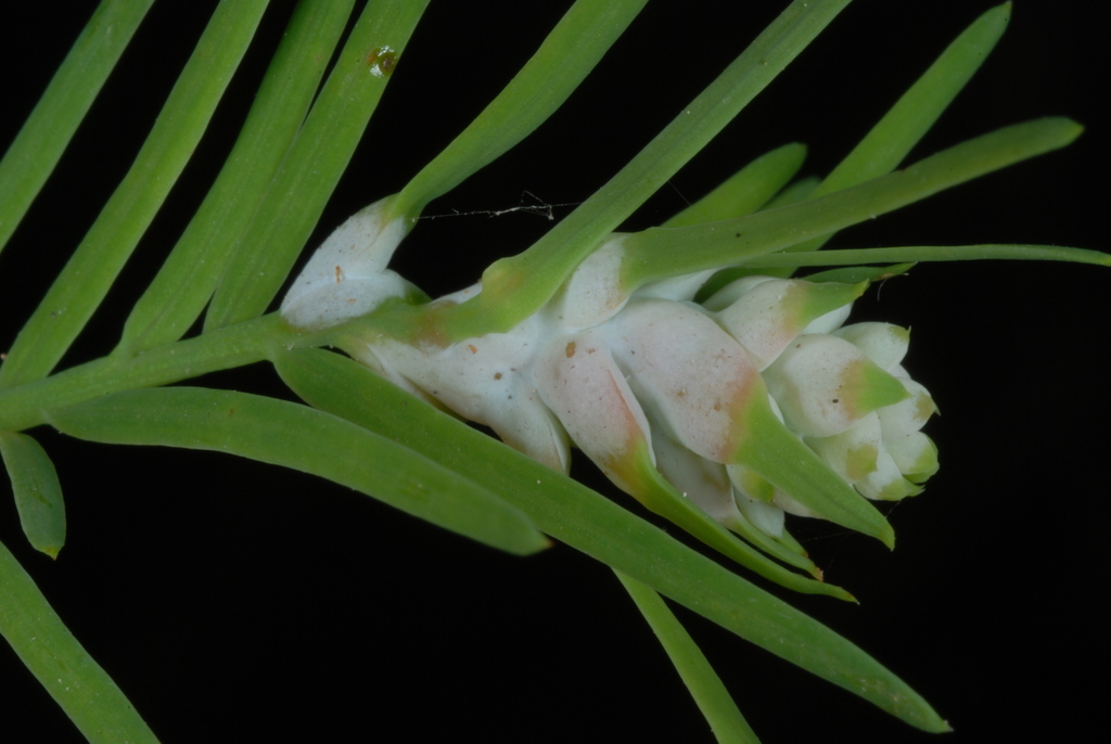 Cypress Twig Gall Midge