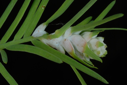 Cypress Twig Gall Midge