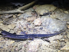 Plethodon metcalfi