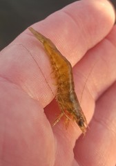 Penaeus aztecus