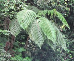 Cyathea costaricensis