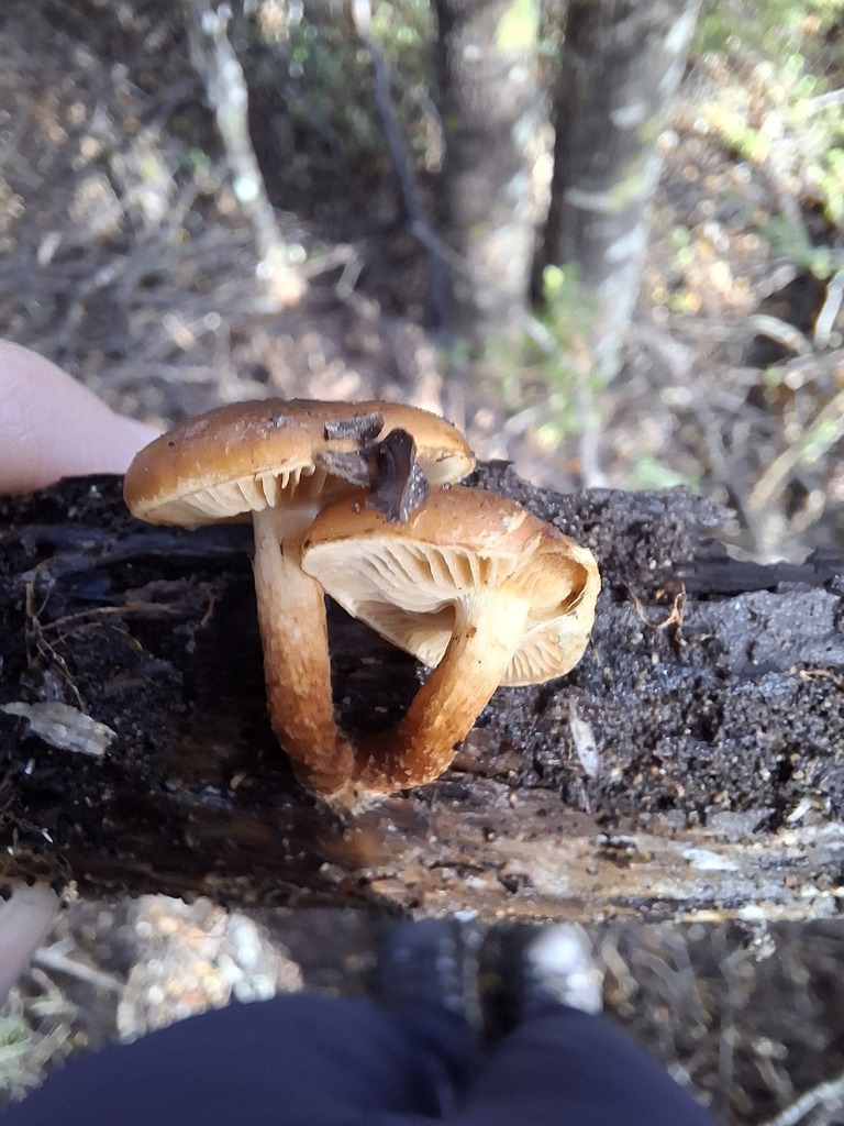 Pholiota multicingulata · May 2025 · photo: © armillariabianca (iNaturalist, cc0)