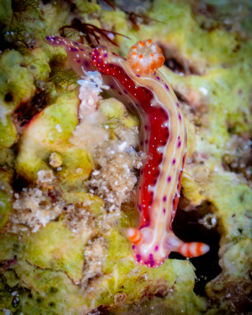 Triple-banded Split-tooth Dorid