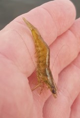 Penaeus aztecus