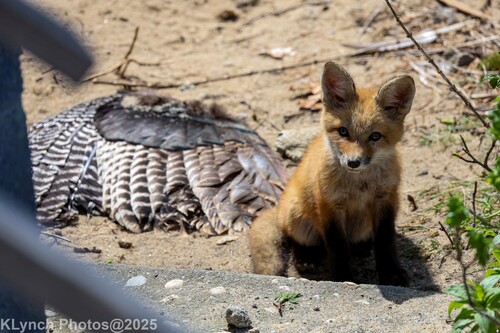 Red Fox photographed in Massachusetts