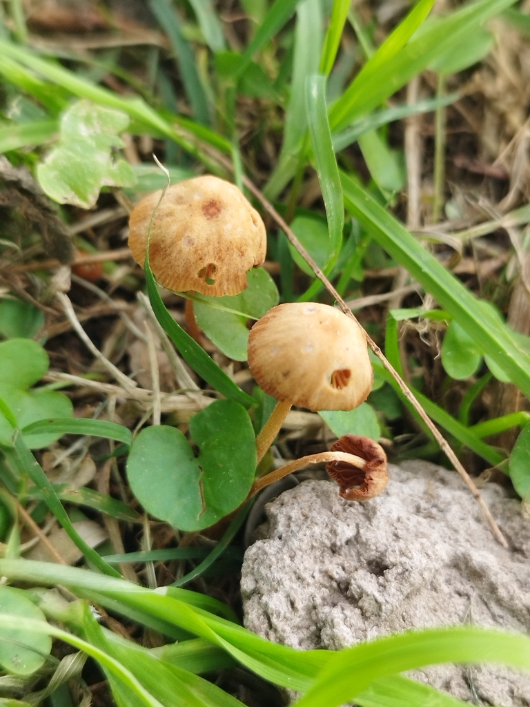 Agrocybe pediades · May 2025 · photo: © seba_fornes (iNaturalist, cc-by)
