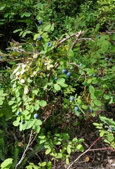 Vaccinium alaskaense